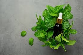 Peppermint Oil for Canker Sores