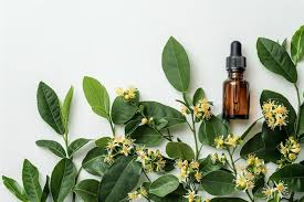 Myrtle Essential Oil for Canker Sores