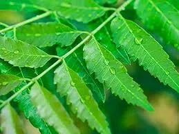 neem leaves for tooth cavities